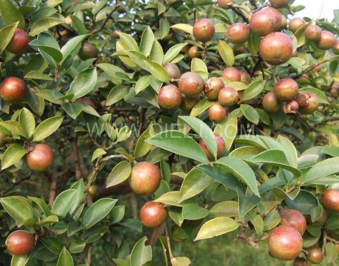 茶籽油壓榨設(shè)備認(rèn)準(zhǔn)企鵝機(jī)械，性能穩(wěn)定操作便利(圖1)